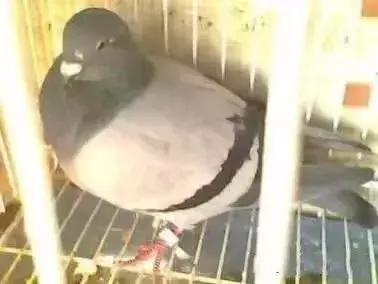 鸽子终身携带毛滴虫,高温高湿季节尤其严重,预防是重中之重