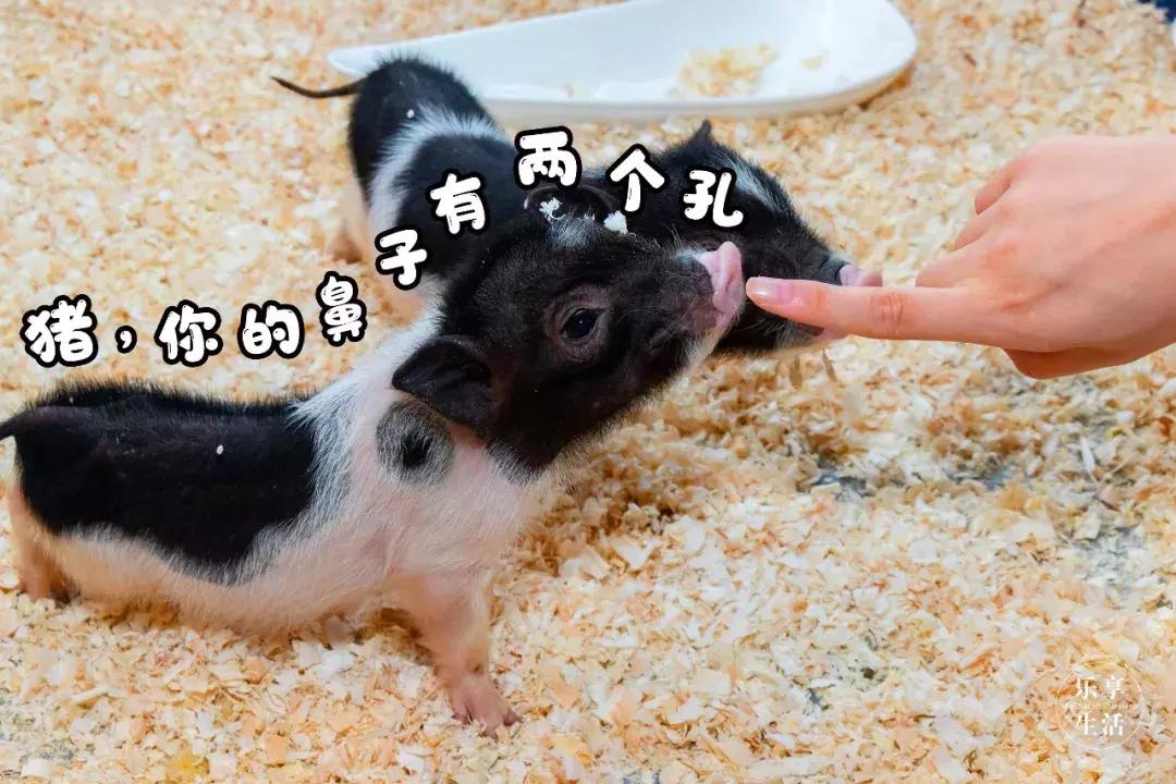 19.9包邮毛绒羊驼,羊驼9.9元秒杀直播