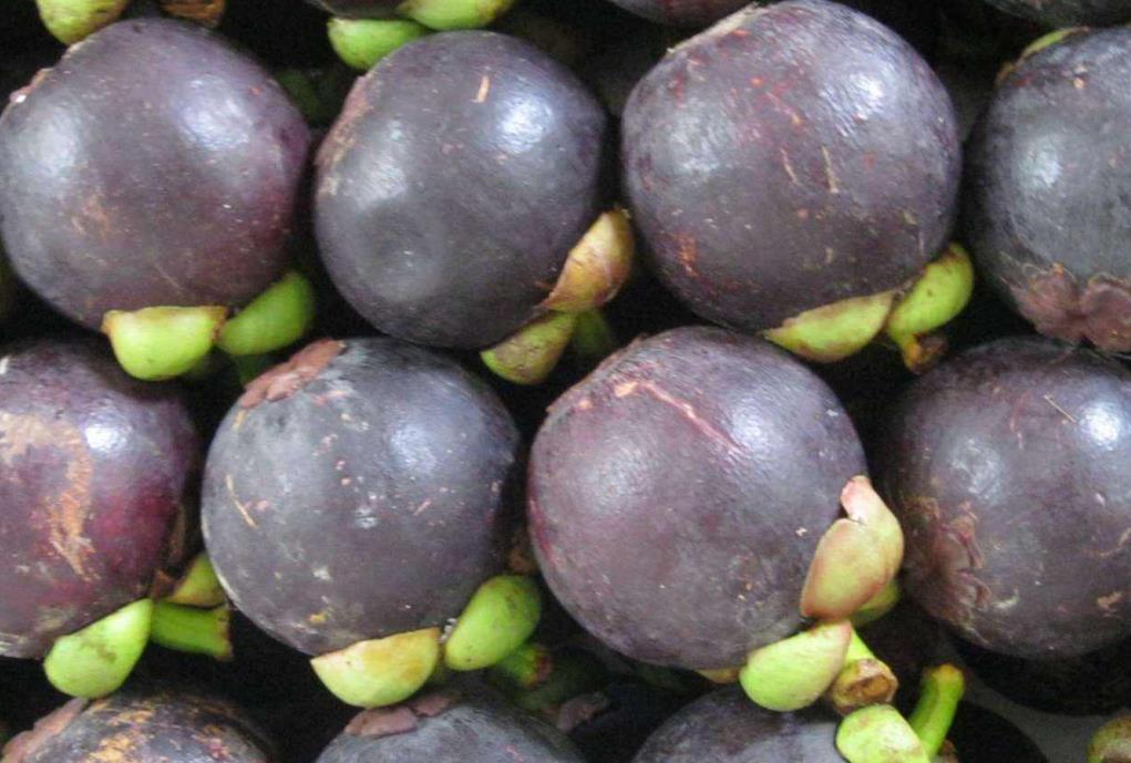 山竹挑选小技巧学会了个个都新鲜,挑选好又甜的山竹方法介绍