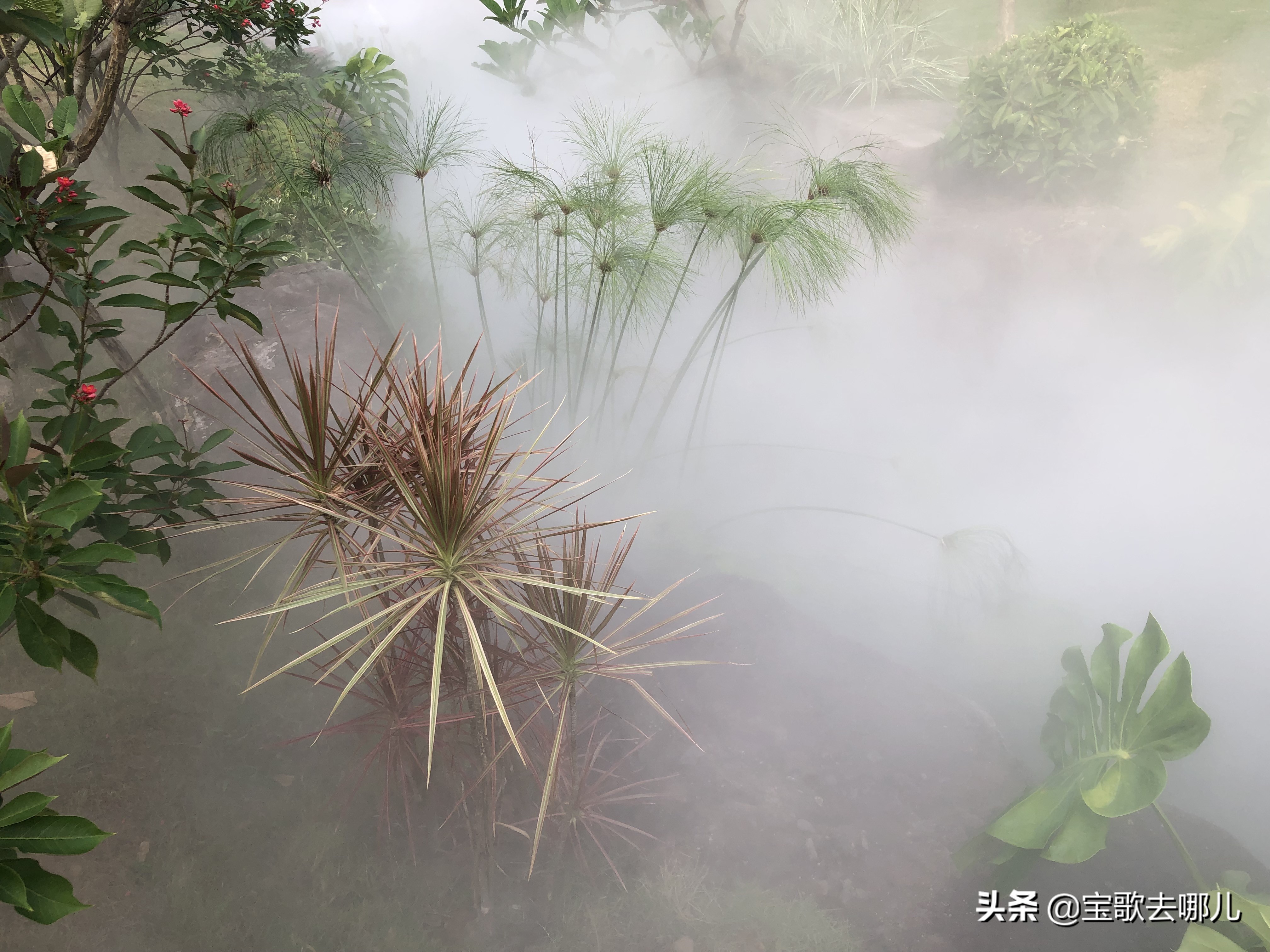 莲花山广州,广州莲花山莲花仙境简介