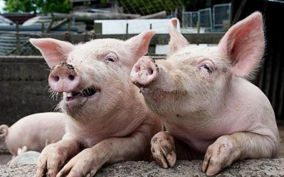 猪圈臭气闻多了会怎么样,猪圈有腥臭味是怎么回事