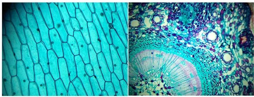 巴掌大的儿童显微镜，竟是NASA空间站望远镜的“弟弟”？