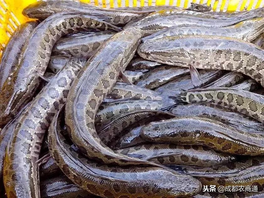 黑鱼怎么养殖,黑鱼苗的养殖技术