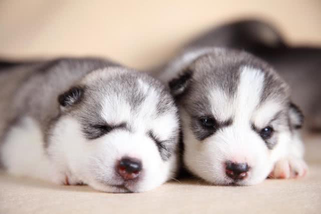 男孩被狗舔了会得狂犬病吗,孩子被狗舔导致狂犬病