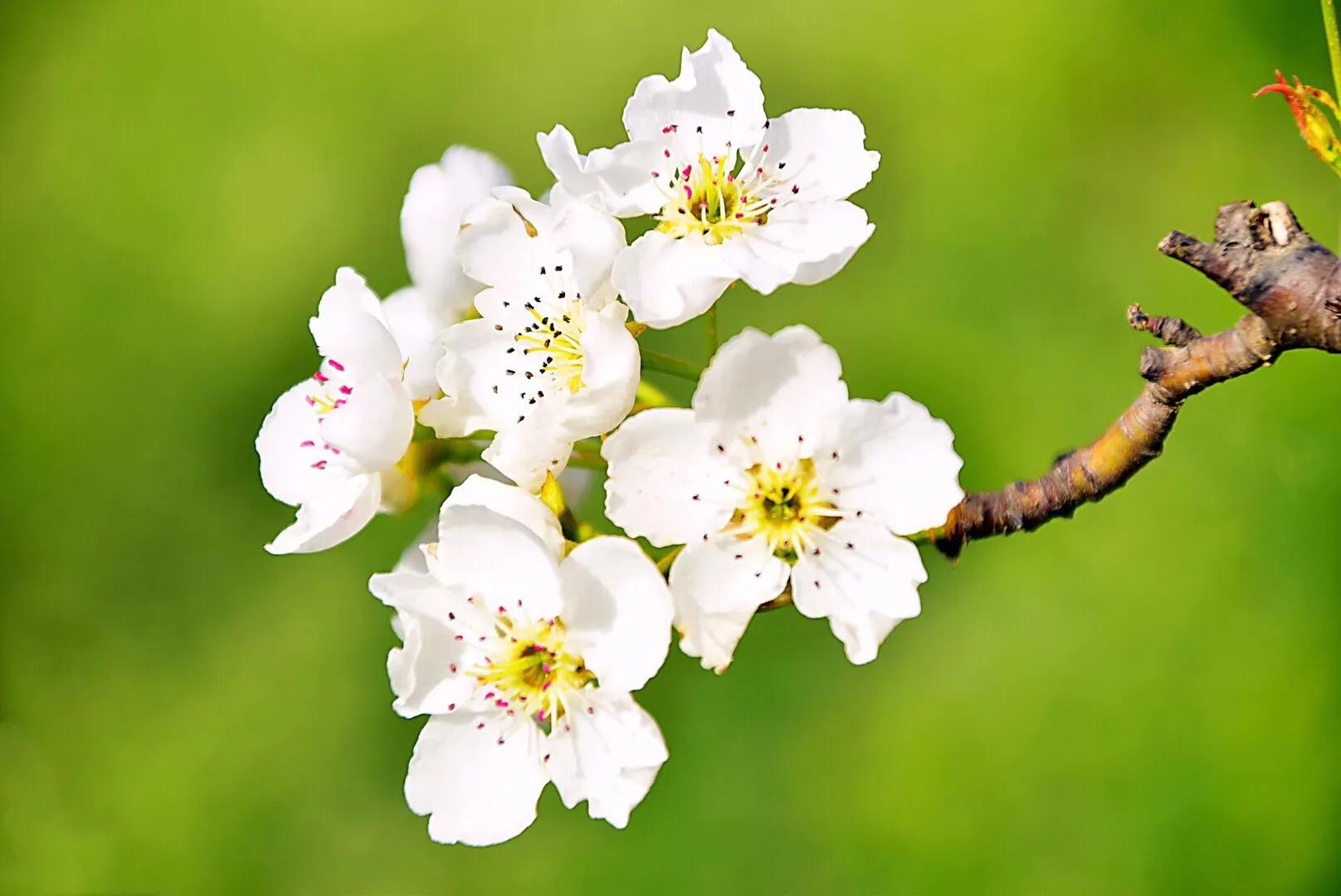 春游梨花林,邂逅三月梨花