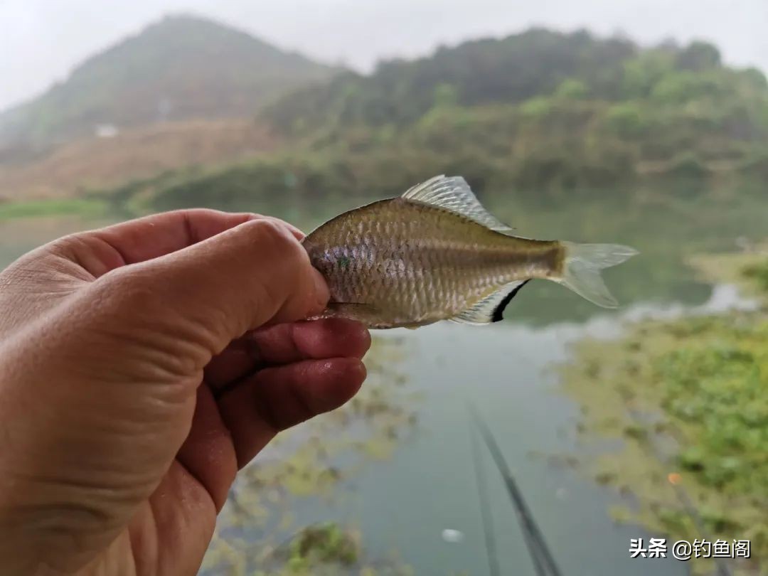 中国鱼竿排名前十的竿测评,1000以内没有好竿吗