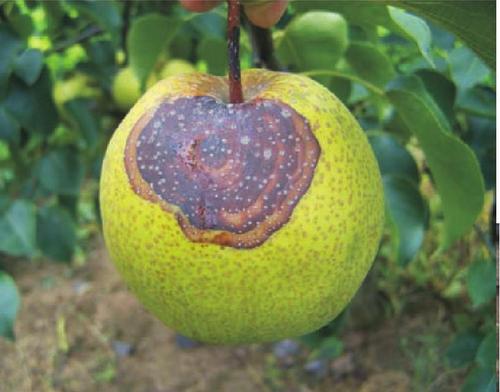 梨锈病防治方法,梨疫病与黑斑病打什么药