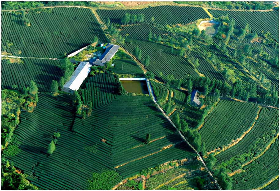 明前茶重庆,重庆高山明前茶