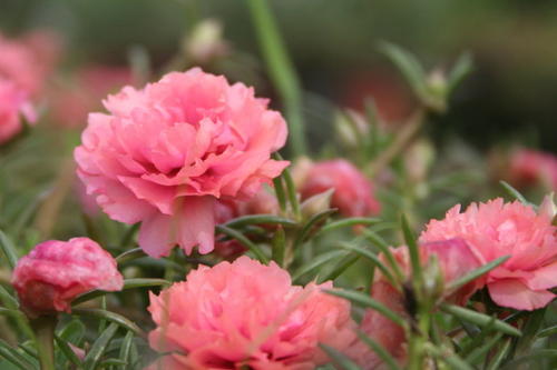 100种漂亮的夏花图片,30种夏花图片大全