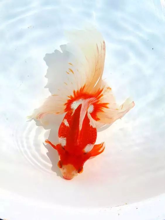 这些五彩斑斓的金鱼养眼又养心,最美的观赏金鱼值得一看