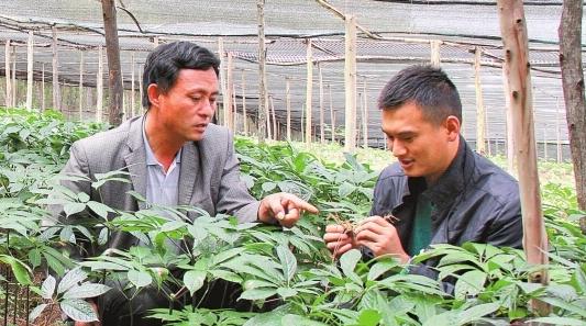 三七种植条件和技术要点视频,三七的种植技术及亩产效益