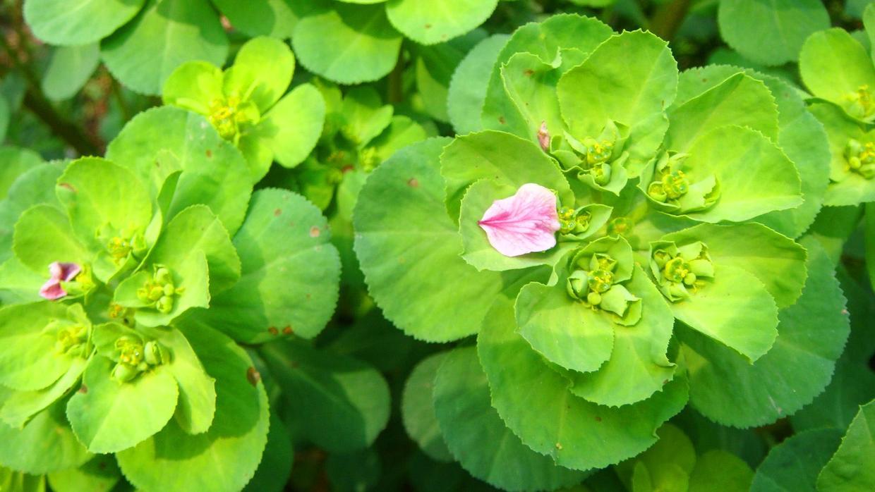 野草叫做五朵云,五朵云野草