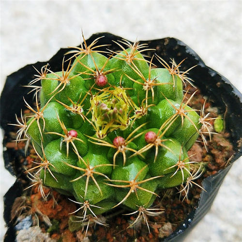 148个仙人球品种大全,100个仙人球品种