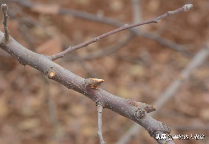 图说果树,自由纺锤形果树整形修剪视频