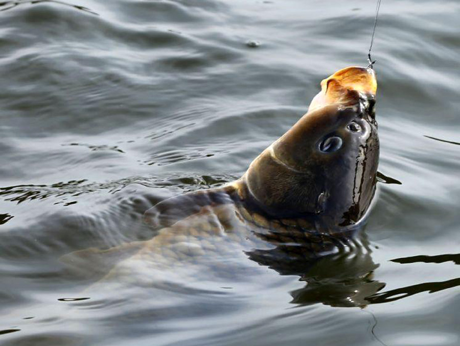 钓鱼技巧野钓从零开始,钓鱼小技巧野钓新手进来看看