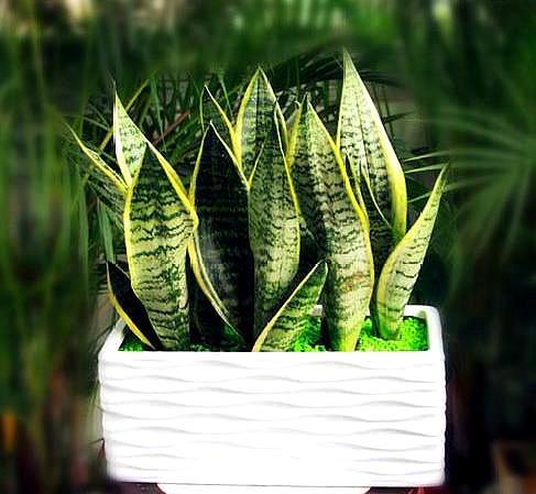 虎皮兰就要这么养叶片饱满又光泽,养好虎皮兰