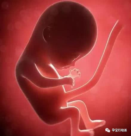 胎盘钙化与吃钙有关吗,胎盘钙化是摄入的钙太多了吗