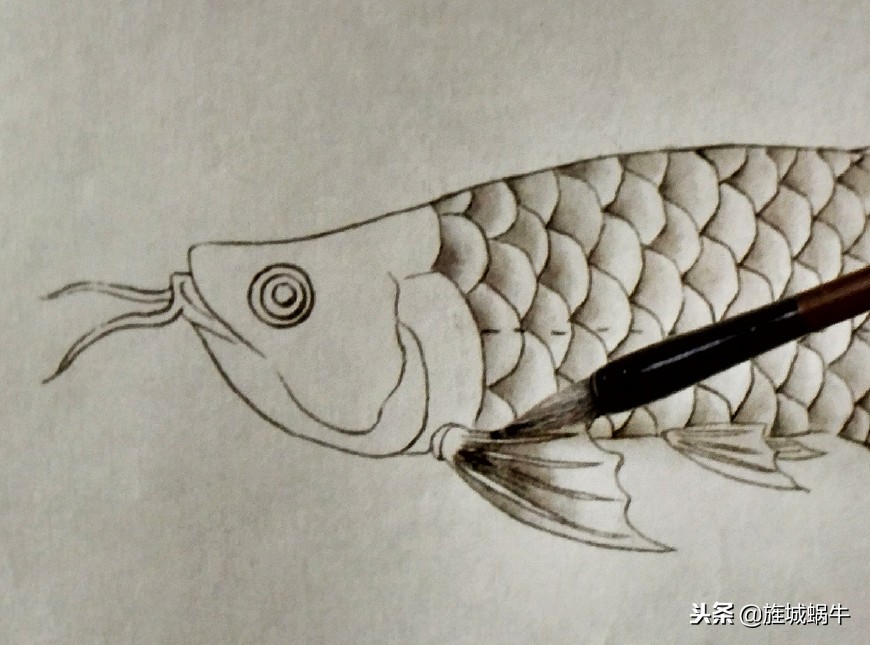 怎么样画出特别大的金龙鱼,金龙鱼的淡色工笔画法