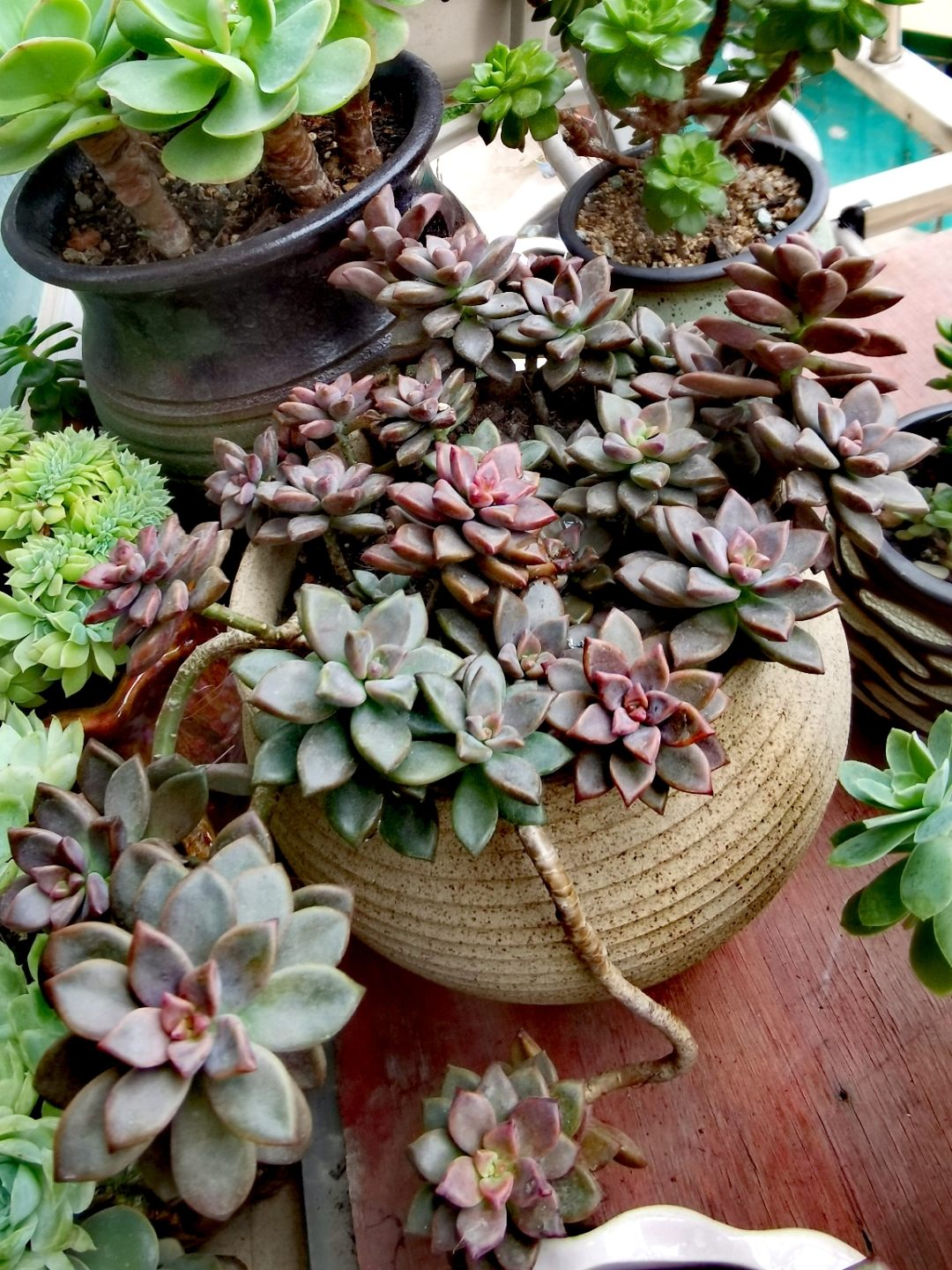 多肉徒长了之后怎么养成老桩,多肉徒长如何操作快速成老桩