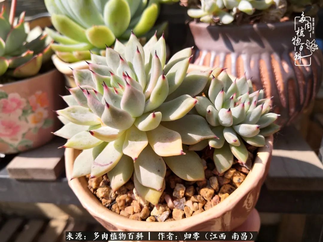 人生转个弯,在小院遇见落入凡间的多肉小精灵