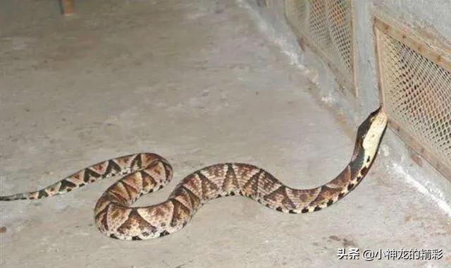 被五步蛇咬了真的不能走五步吗,为什么被五步蛇咬到只能走五步