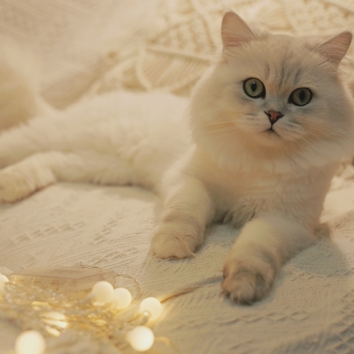 在米拍聚众吸猫吸狗是一种怎样的体验？