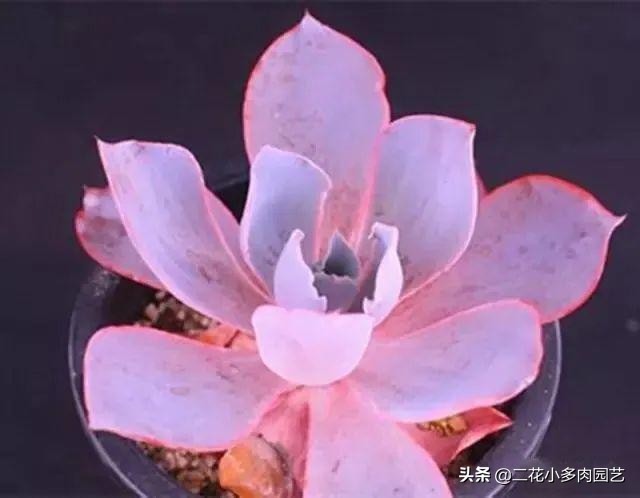 365种·常见花卉图谱，观果和多肉植物收藏篇