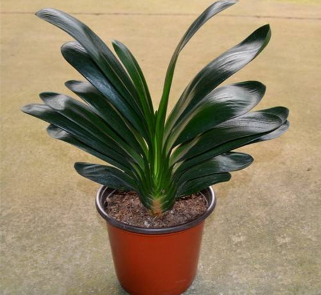 刚买的君子兰怎样换盆,刚买的君子兰可以换盆吗