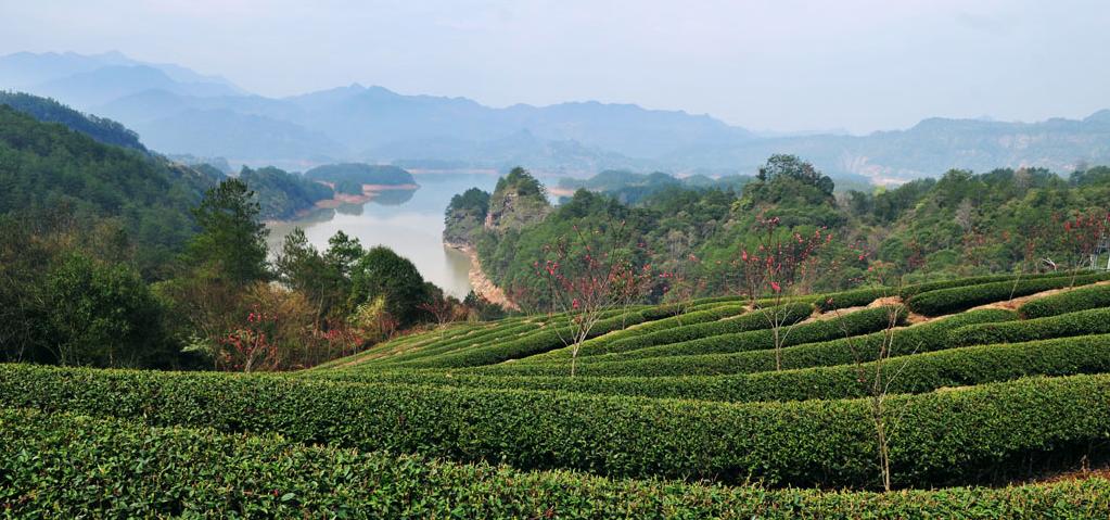 中国绿都最氧三明,中国最氧三明花海