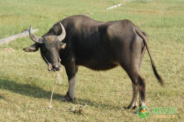 牛得了百叶干后期怎么治疗,牛的干百叶怎么治疗