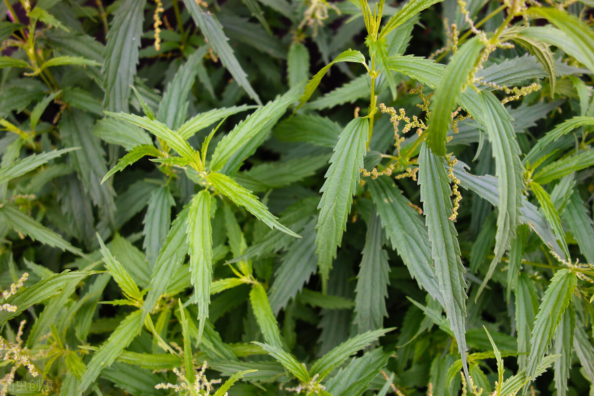 荨麻叶和花椒煮水喝能治湿疹吗,荨麻草药能治风湿吗