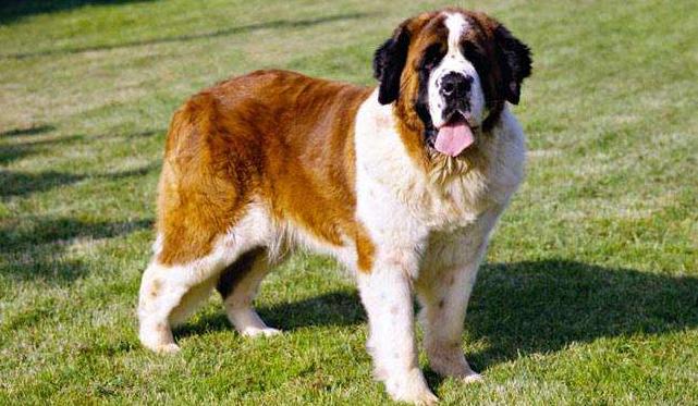 十种最好养的狗狗优缺点,外表凶猛内在温柔的狗狗