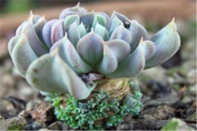 多肉玉莲掌养护方法,多肉玉莲品种大全