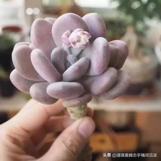 365种多肉图谱大全,365种鲜花图册大全