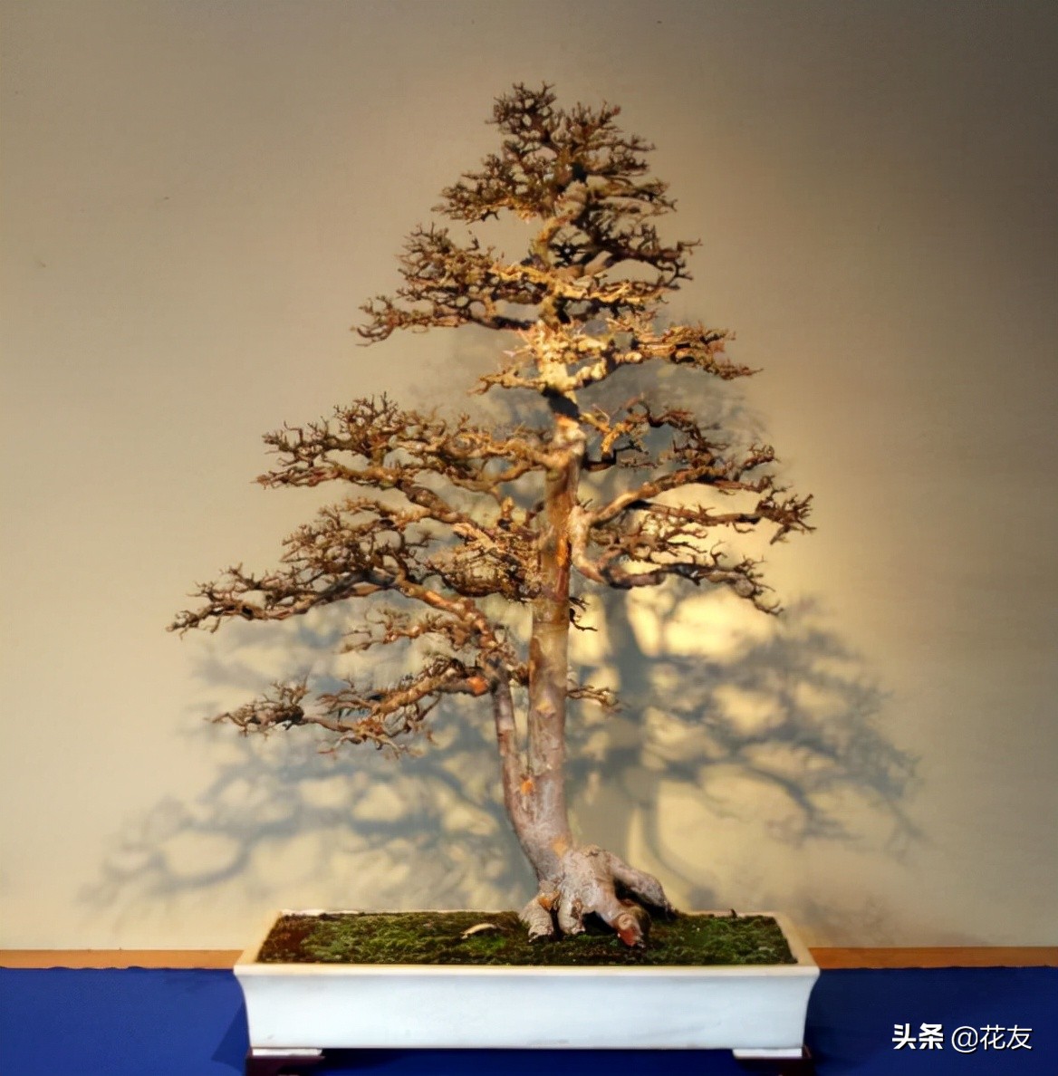 盆景树桩造型特点,盆景老树桩如何处理