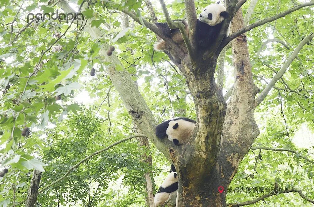 挂树的正确方法,猴子挂树姿势