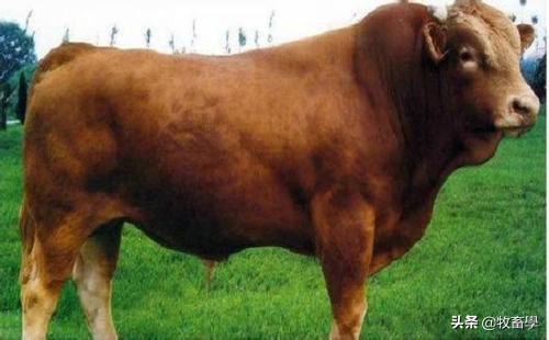 肉牛养殖肉牛保健与常见疾病防治,肉牛疾病诊断治疗方案