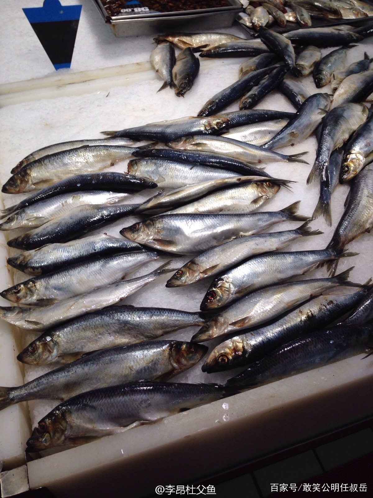 海里的青鱼和湖的青鱼有什么区别,淡水青鱼与海水青鱼