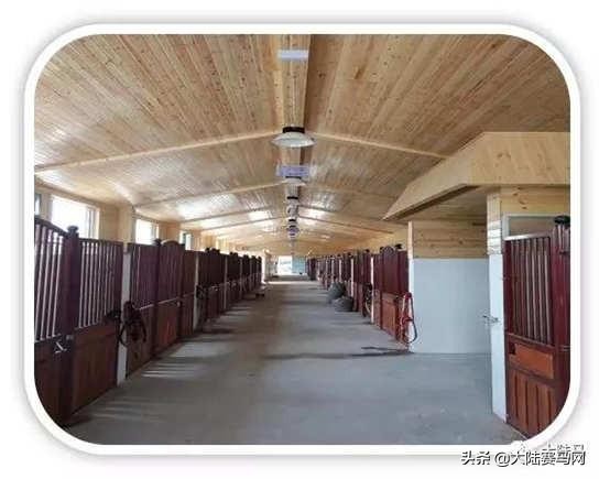 燕龙马业一匹温血马多少钱,国内繁育温血马