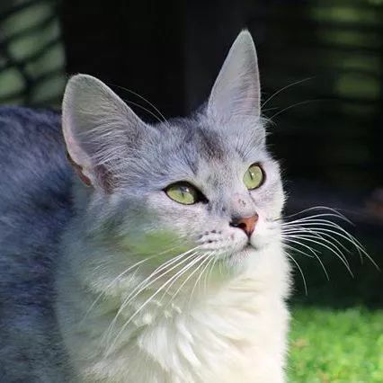 贵族阿比西尼亚猫,神秘的波斯猫