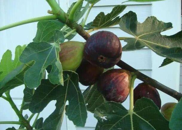 盆栽无花果结果后如何管理,盆栽无花果挂果后怎么养