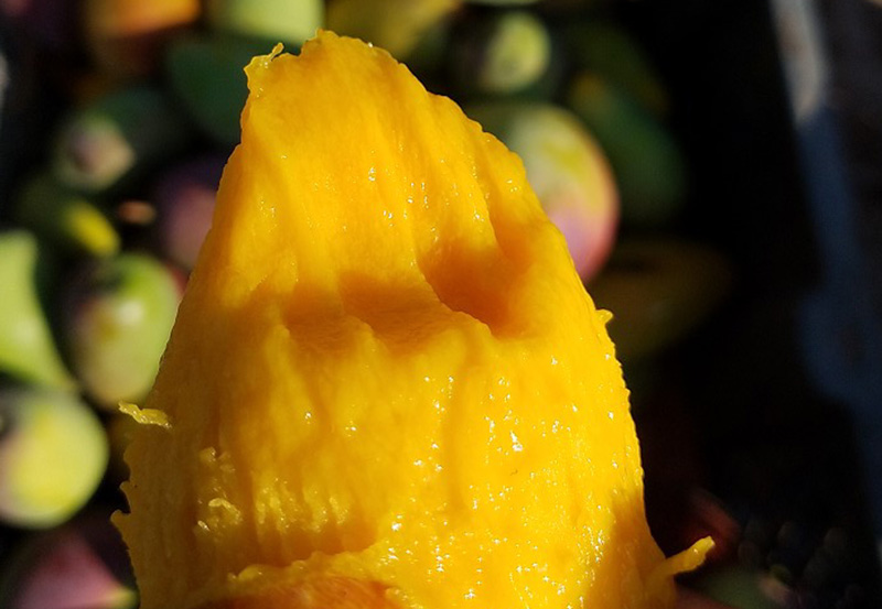 树上贵妃芒怎么样才算成熟,海南树上熟贵妃芒5斤