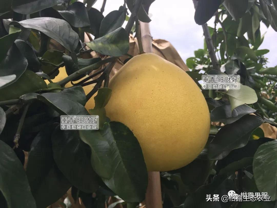 泰国红宝石柚2020价格,泰国红宝石柚树低价出售