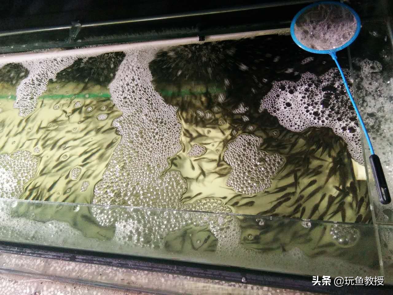 鱼缸制氧机为什么很多气泡,为什么鱼缸玻璃上有很多气泡