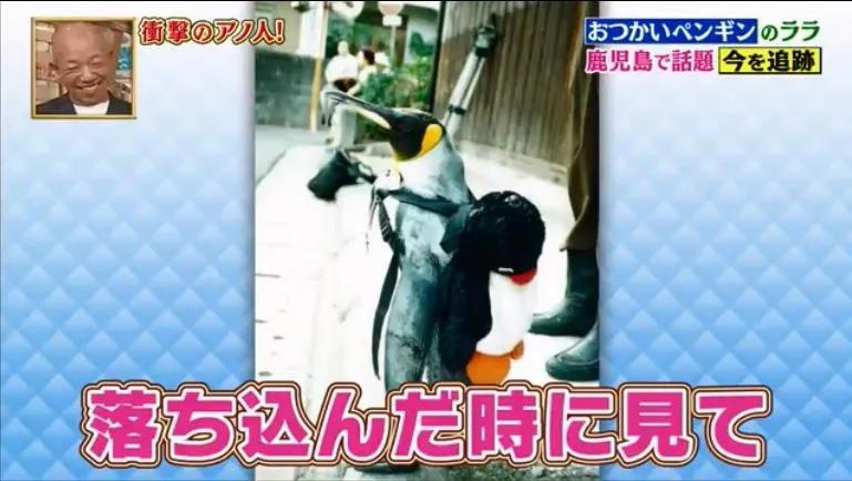 去世的小企鹅,死去的南极企鹅