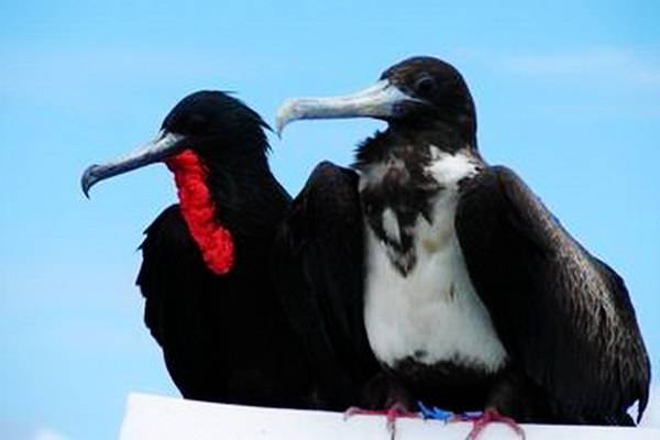 飞得最快的鸟是雨燕,军舰鸟尖尾雨燕游隼哪个更快