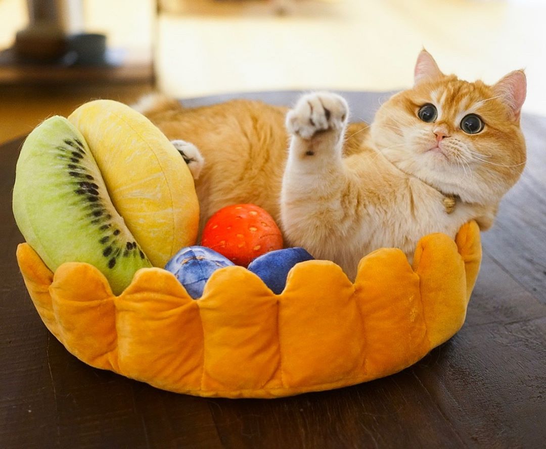 猫咪怀孕期间大便带血,猫咪大便末端有一段黏液血