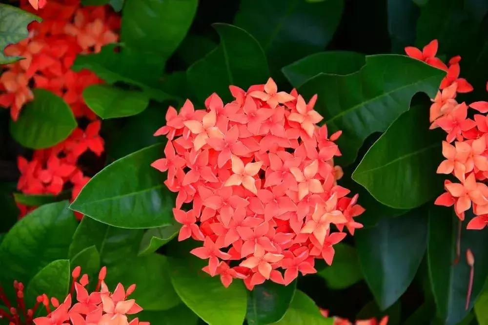 深圳5月哪里有花海看,深圳五一哪里可以看花海