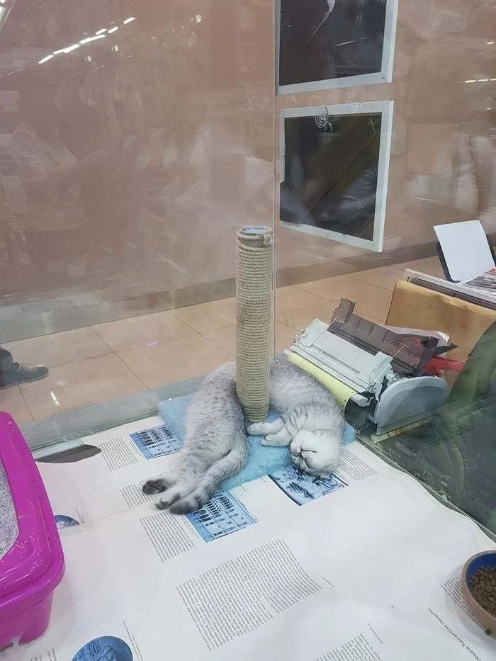 同样是腿,凭啥猫咪就能这么细长直?