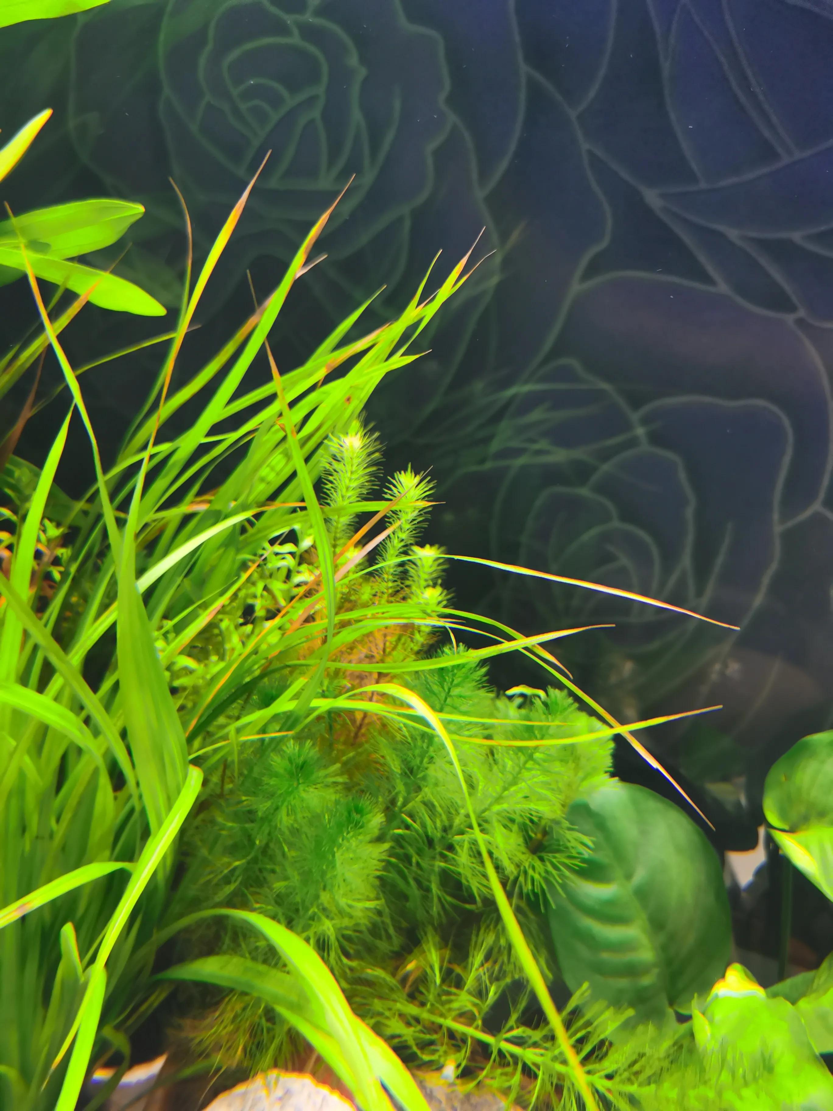 十大适合新手养的水草,比较好养的水草推荐